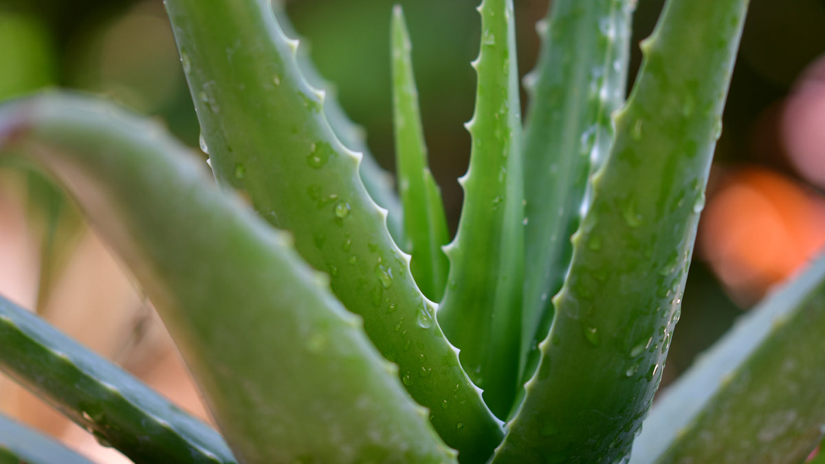 aloe-vera-plant-pisauikan-unsplash