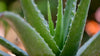 Is Aloe Vera The Secret To Flawless Skin?