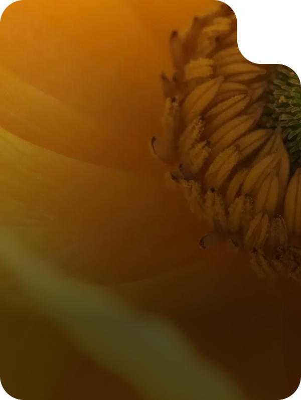 BOTANICAL HYALURONIC ACID