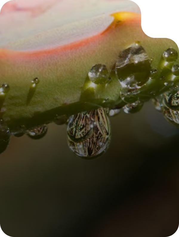 SOOTHING ALOE & JOJOBA