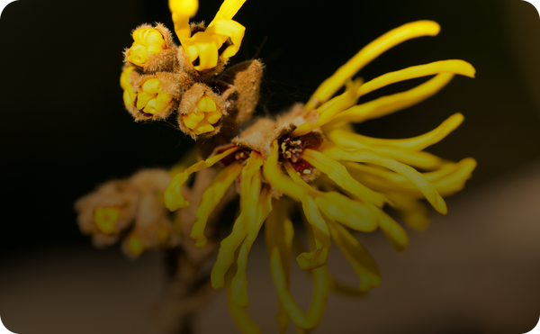 MSM And Witch Hazel