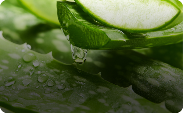 Aloe & Jojoba